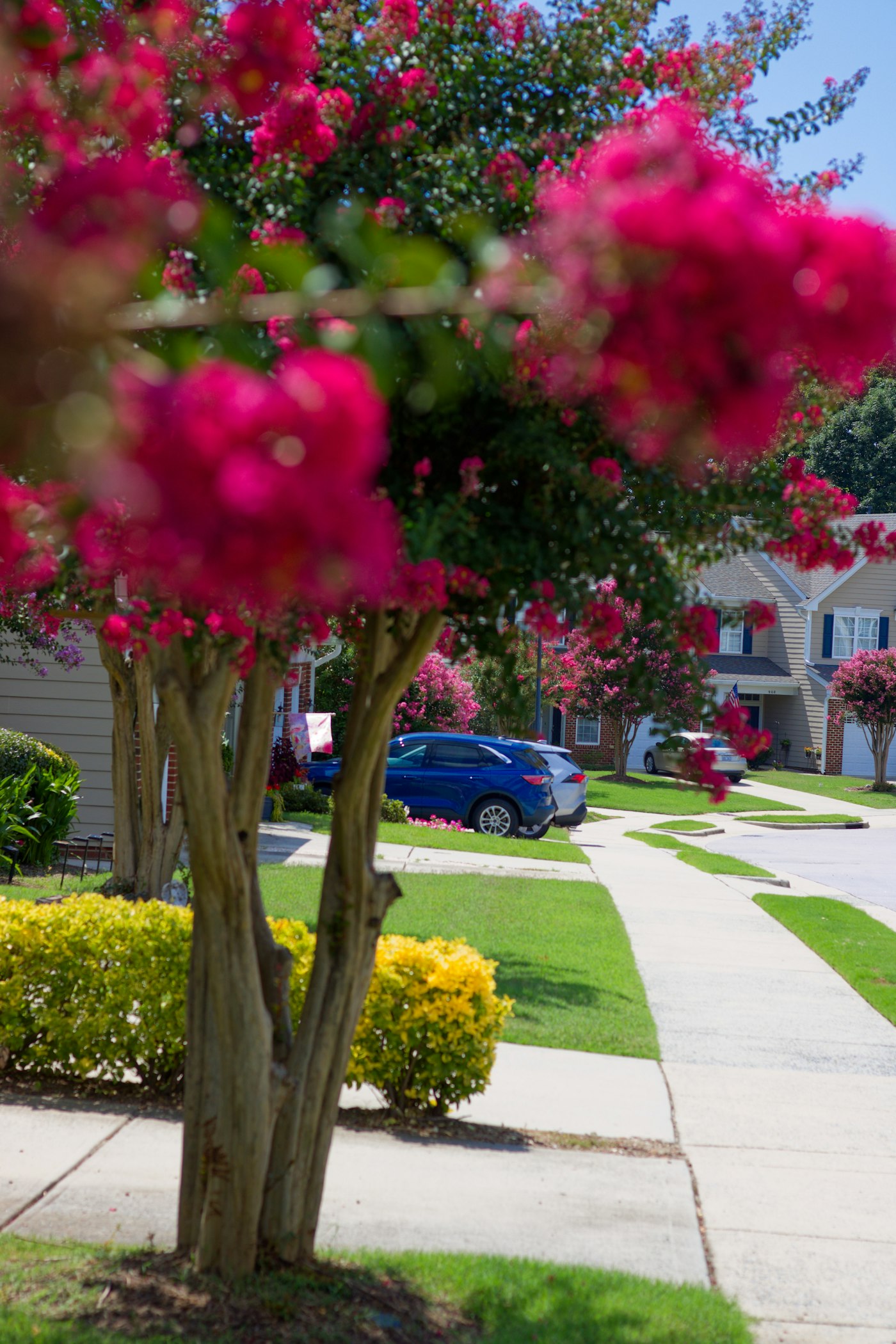 Crepe myrtle in bloom along a neighborhood sidewalk