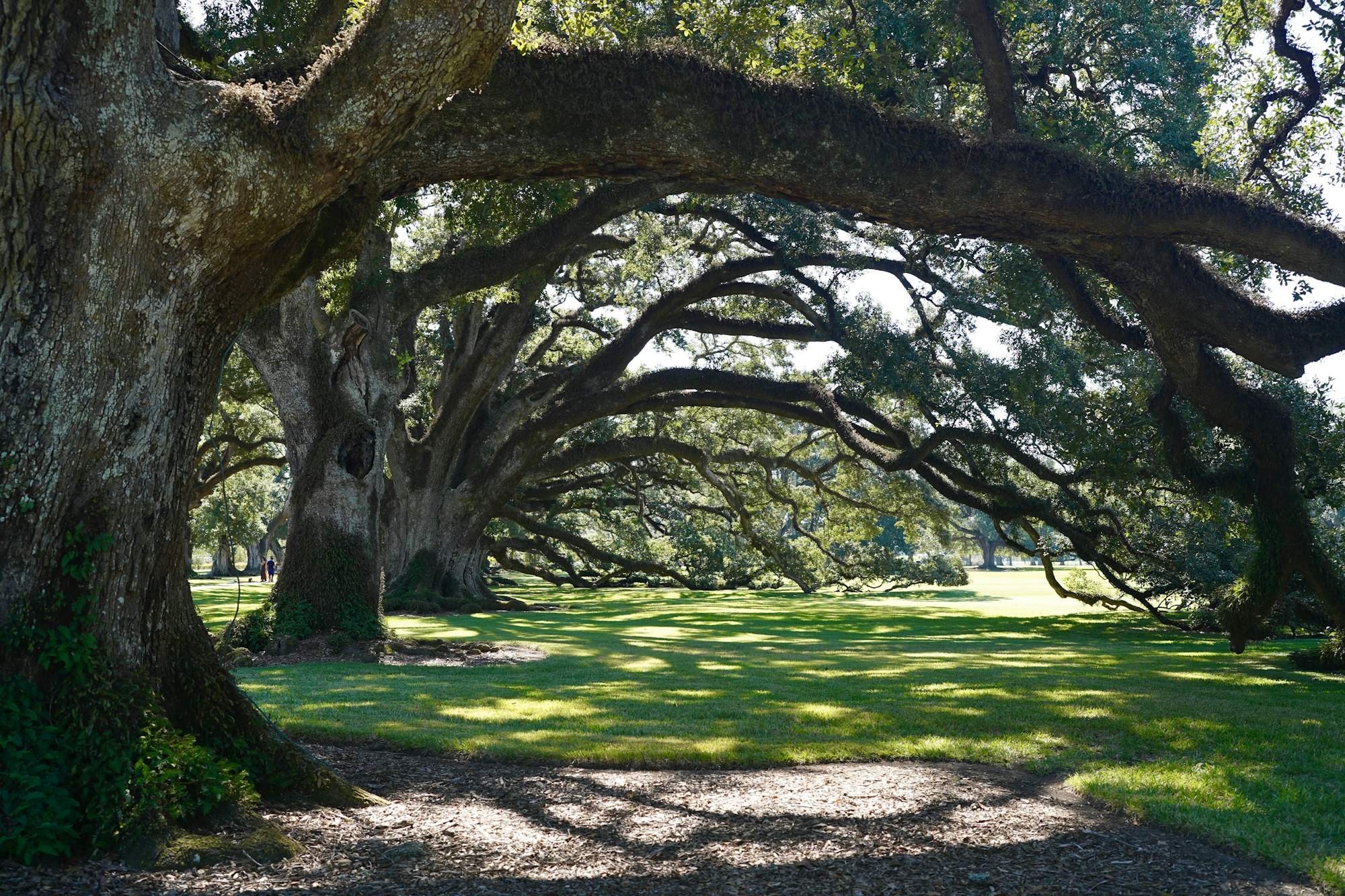 Sprawling live oaks over a shaded Southern lawn